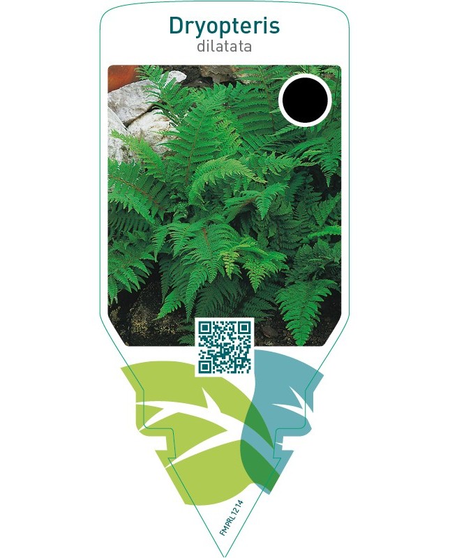 Dryopteris dilatata