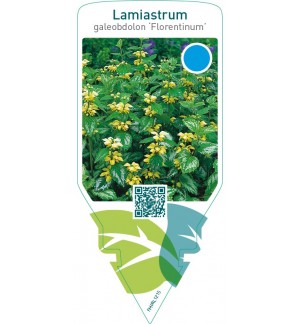 Lamiastrum galeobdolon ‘Florentinum’