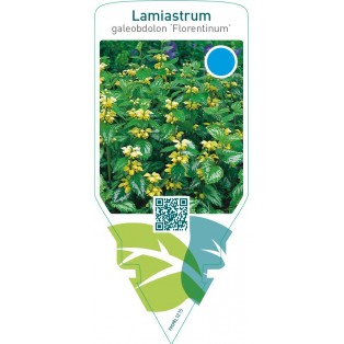 Lamiastrum galeobdolon ‘Florentinum’