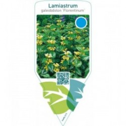 Lamiastrum galeobdolon ‘Florentinum’