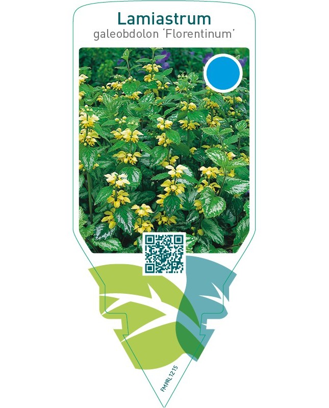 Lamiastrum galeobdolon ‘Florentinum’