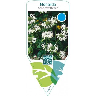 Monarda ‘Schneewittchen’