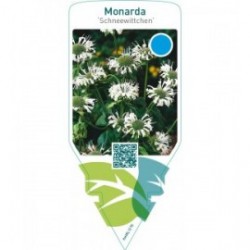 Monarda ‘Schneewittchen’