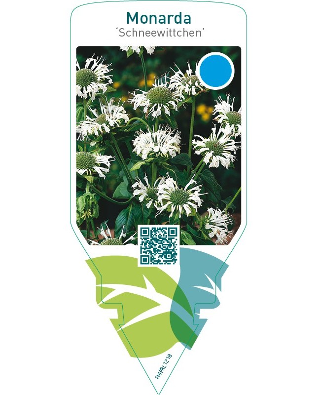 Monarda ‘Schneewittchen’