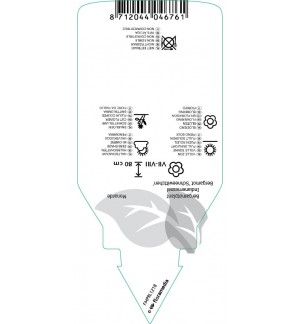 Etichette di Monarda ‘Schneewittchen’ *