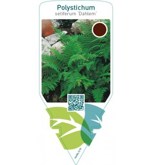 Polystichum setiferum ‘Dahlem’