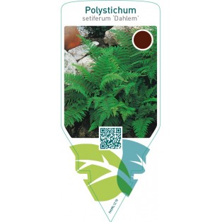 Polystichum setiferum ‘Dahlem’