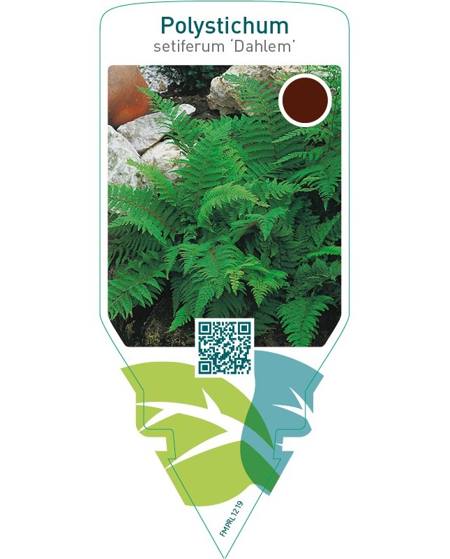 Polystichum setiferum ‘Dahlem’