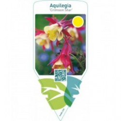 Aquilegia ‘Crimson Star’