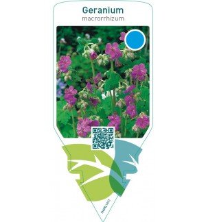 Geranium macrorrhizum