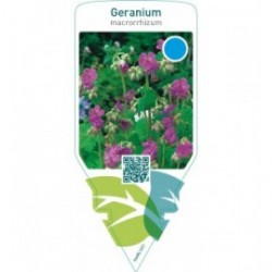 Geranium macrorrhizum