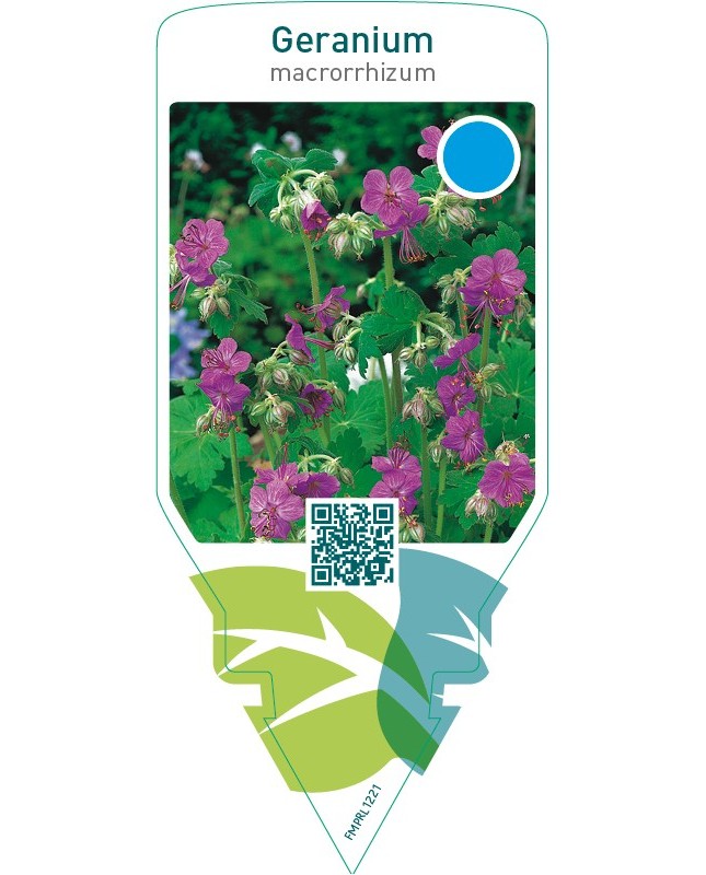 Geranium macrorrhizum