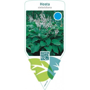 Hosta sieboldiana