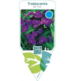 Tradescantia (A) ‘Isis’