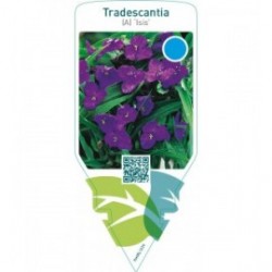 Tradescantia (A) ‘Isis’