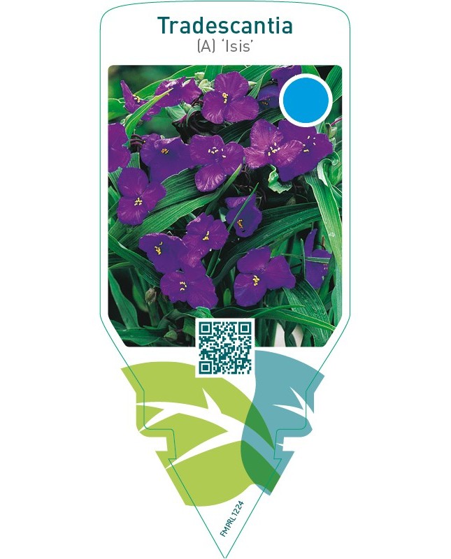 Tradescantia (A) ‘Isis’