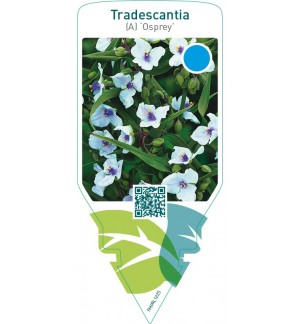 Tradescantia (A) ‘Osprey’