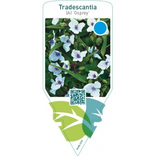 Tradescantia (A) ‘Osprey’