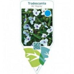 Tradescantia (A) ‘Osprey’