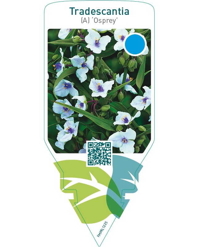 Tradescantia (A) ‘Osprey’