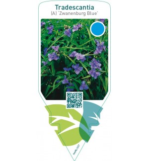 Tradescantia (A) ‘Zwanenburg Blue’