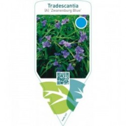 Tradescantia (A) ‘Zwanenburg Blue’