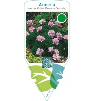 Armeria juniperifolia ‘Bevan’s Variety’