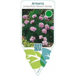 Armeria juniperifolia ‘Bevan’s Variety’