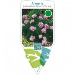 Armeria juniperifolia ‘Bevan’s Variety’