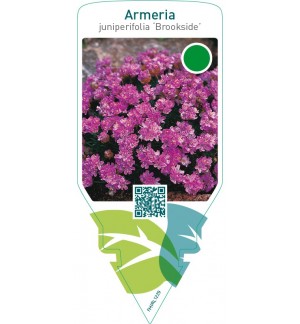 Armeria juniperifolia ‘Brookside’