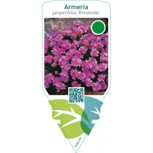 Armeria juniperifolia ‘Brookside’
