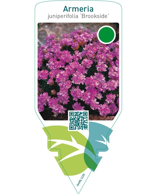 Armeria juniperifolia ‘Brookside’