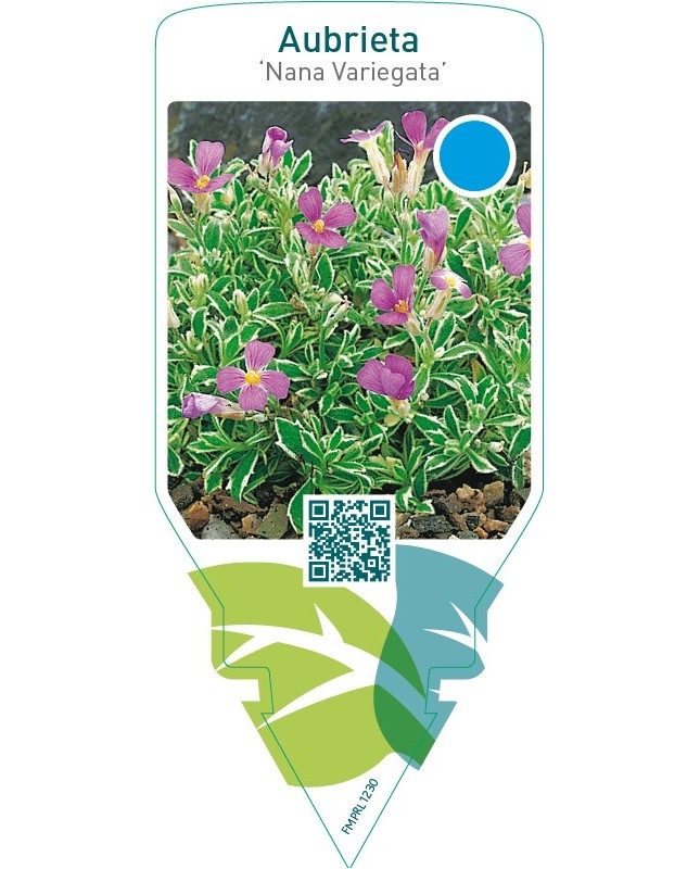 Aubrieta ‘Nana Variegata’