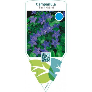 Campanula ‘Birch Hybrid’