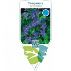 Campanula ‘Birch Hybrid’