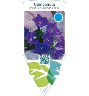 Campanula carpatica ‘Arends Form’