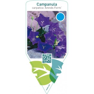 Campanula carpatica ‘Arends Form’