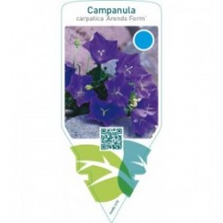 Campanula carpatica ‘Arends Form’
