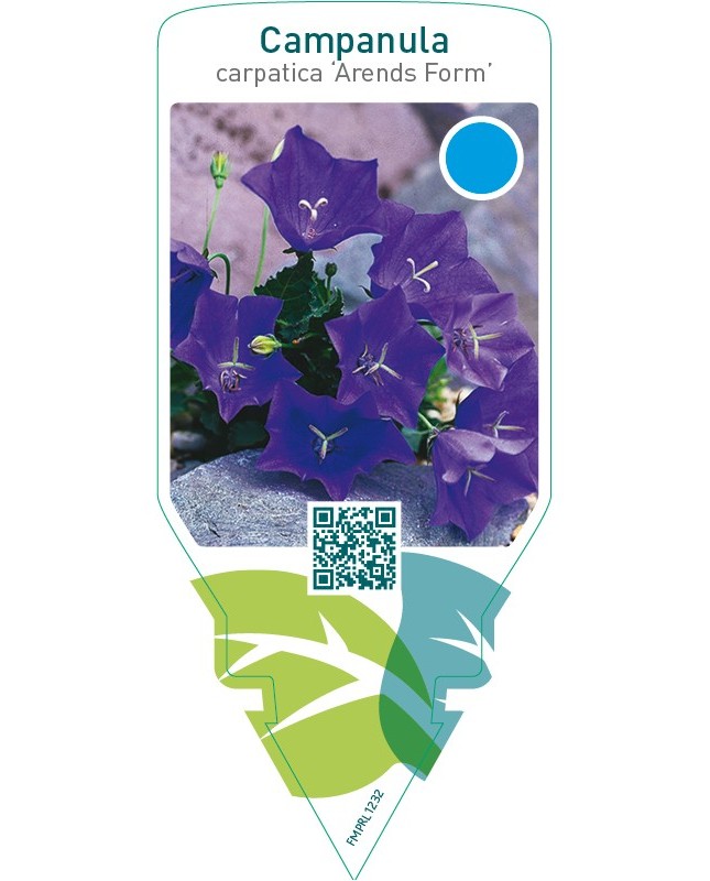Campanula carpatica ‘Arends Form’
