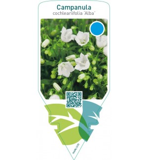 Campanula cochleariifolia ‘Alba’