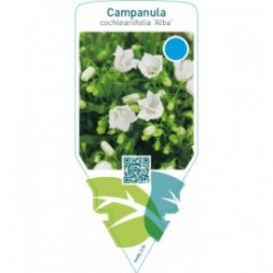 Campanula cochleariifolia ‘Alba’