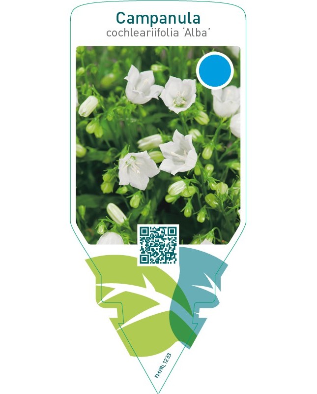 Campanula cochleariifolia ‘Alba’