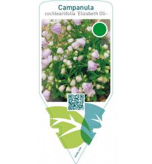 Campanula cochleariifolia ‘Elizabeth Oliver’