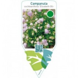 Campanula cochleariifolia ‘Elizabeth Oliver’