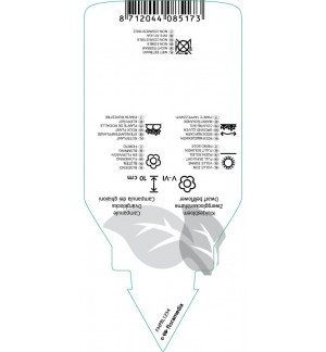 Etichette di Campanula cochleariifolia ‘Elizabeth Oliver’ *