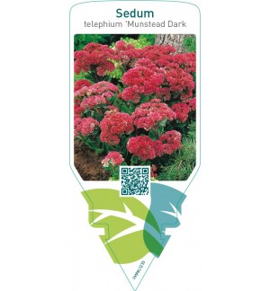 Sedum telephíum ‘Munstead Dark Red’