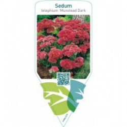 Sedum telephíum ‘Munstead Dark Red’