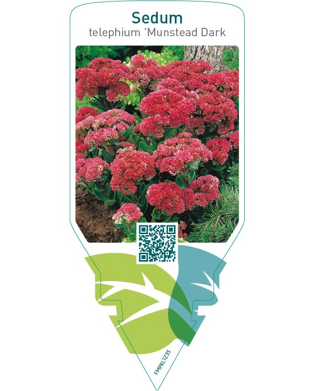 Sedum telephíum ‘Munstead Dark Red’