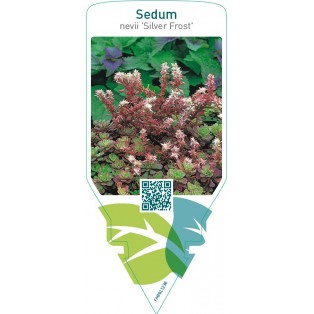 Sedum nevii ‘Silver Frost’