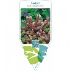 Sedum nevii ‘Silver Frost’